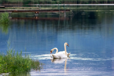 Swan couple