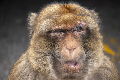 Portrait of a monkey