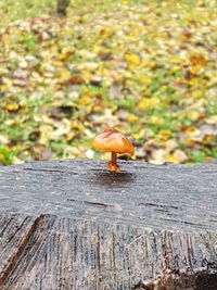 Close-up of mushroom growing on tree stump