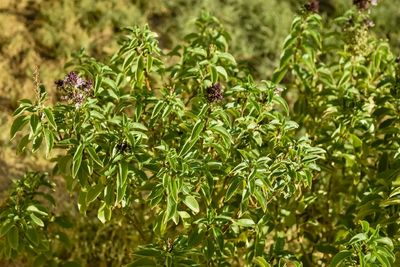 Close-up of plant growing outdoors