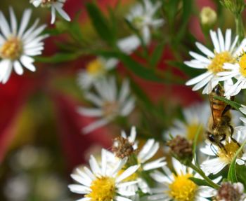 Close-up of white flowering plants