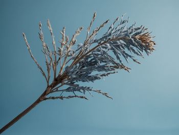 Low angle view of plant against sky