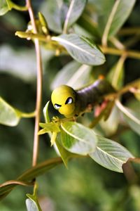 Close-up of the oleander hawk-moth-daphnis nerii caterpillar on plant