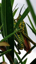 Close-up of insect on plant