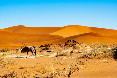 View of a desert