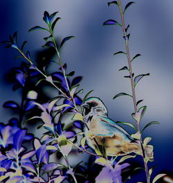 Bird perching on blue sky