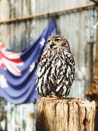 Close-up of bird perching on wooden post