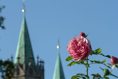 Close-up of rose flower against clear sky