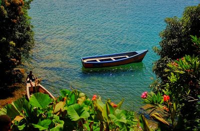 Plant growing in pond