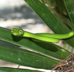 Close-up of an animal