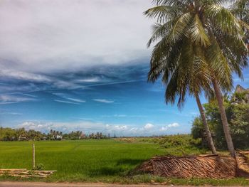 Scenic view of agricultural field against sky