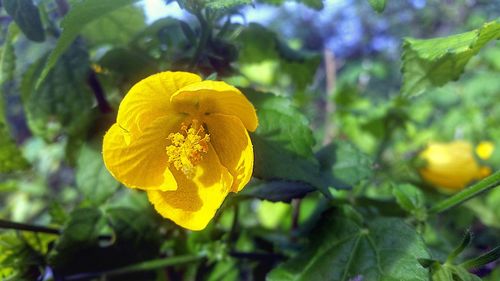 Close-up of yellow flower blooming outdoors