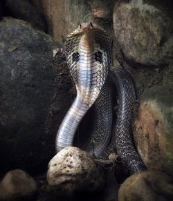 Close-up of lizard on rock