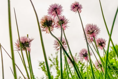 Close-up of pink flowering plants against blurred background