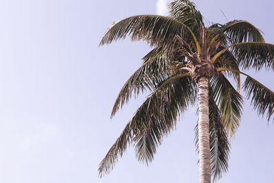 Low angle view of palm tree against clear sky