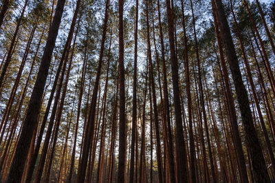 Low angle view of trees in forest