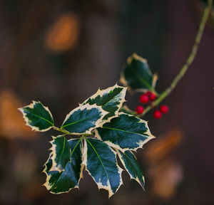 Green mistletoe leaves and red berries