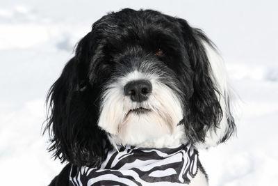 Close-up portrait of a portuguese water dog in the snow