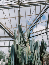 Low angle view of cactus plant in greenhouse