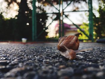 Close-up of snail on footpath