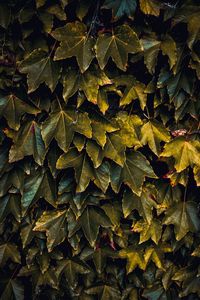 Green plant leaves in the nature in autumn season, green background