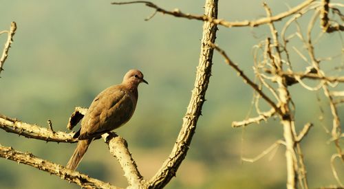 Close-up of bird perching on branch