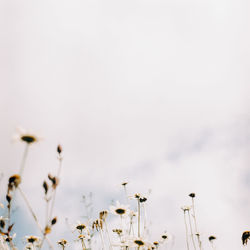 Close-up of flowering plants against sky