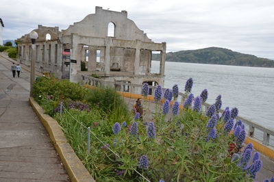 Flowers growing by built structure against sky