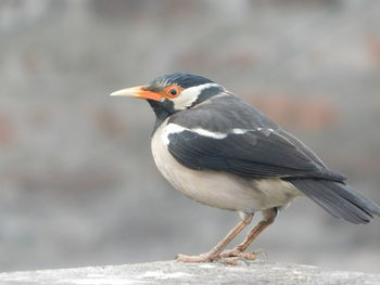 Close-up of bird perching outdoors