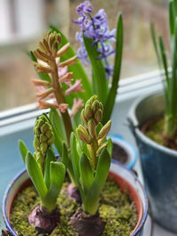 Close-up of potted plant on table