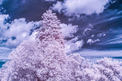 Low angle view of flowering plant against sky