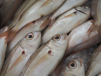 Close-up of fish for sale in market