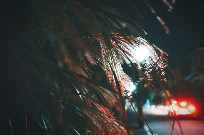 Close-up of illuminated christmas lights at night