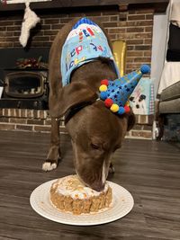 Floor angle view dog in party hat eating birthday cake 