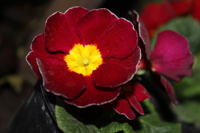 Close-up of red flower