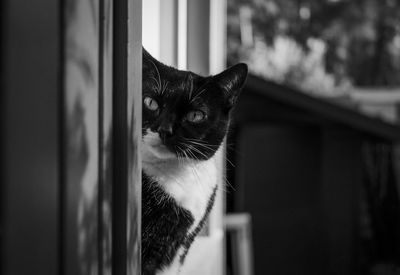 Close-up portrait of a cat looking away