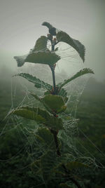 Close-up of spider web on plant