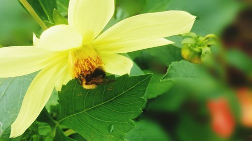 Close-up of bee on flower