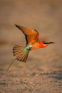 Close-up of bird flying against sky