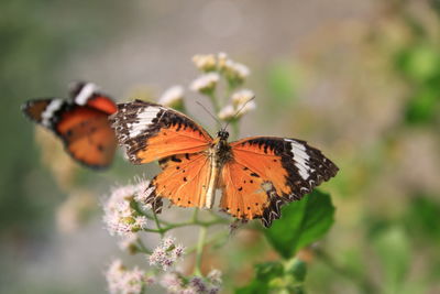 Close-up of butterfly on plant