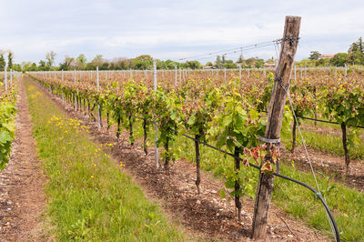 Scenic view of vineyard against sky