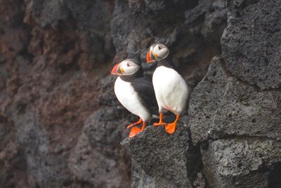 Two perching puffins on vestmannaeyjar