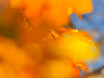 Close-up of yellow flowering plant during autumn