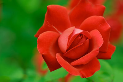 Close-up of red flower blooming outdoors