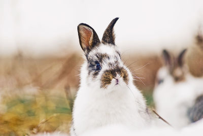 Close-up of a rabbit