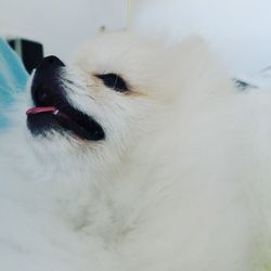 Close-up of a dog looking away