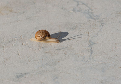 High angle view of snail on sand