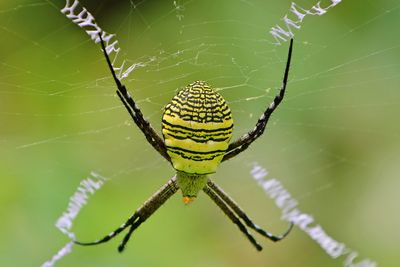 Beautiful spider on the green background