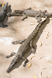 High angle view of giraffe