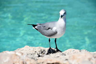 Fantastic laughing gull standing on a rock by the ocean waters.